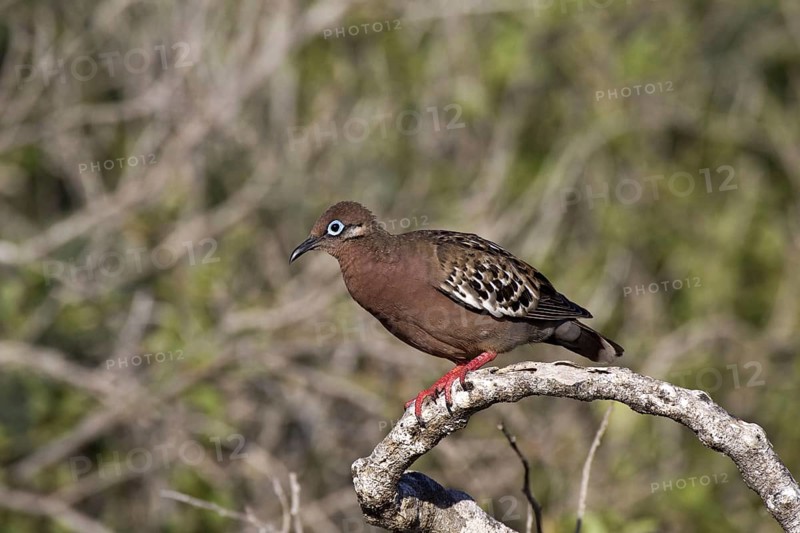 Galapagos dove