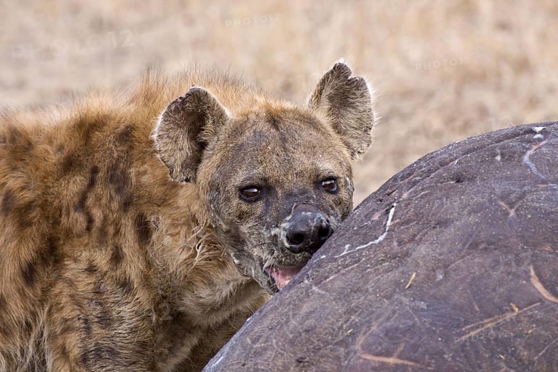 Spotted hyena