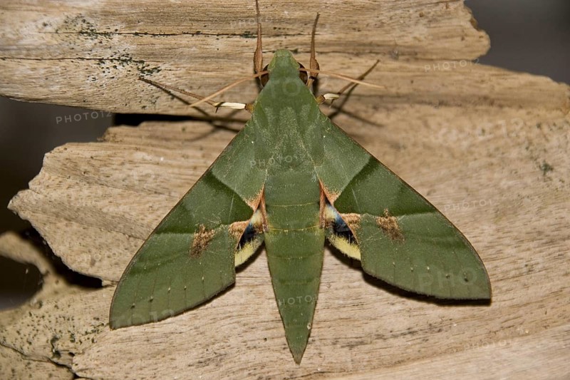 Insects
