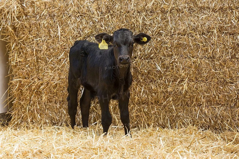 Aberdeen cattle