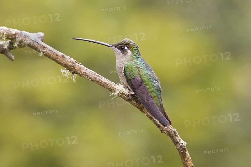 Magnificent Hummingbird