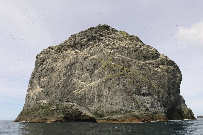 Northern Gannet