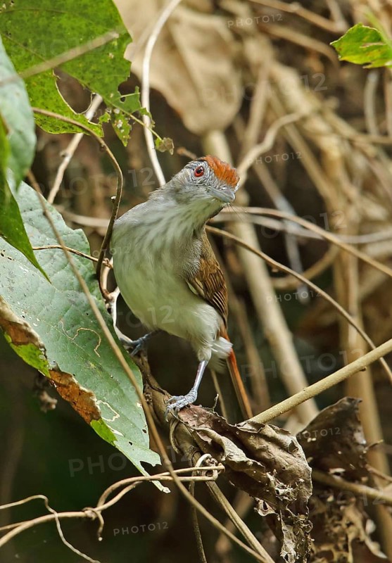 Rufous-crowned Babbler