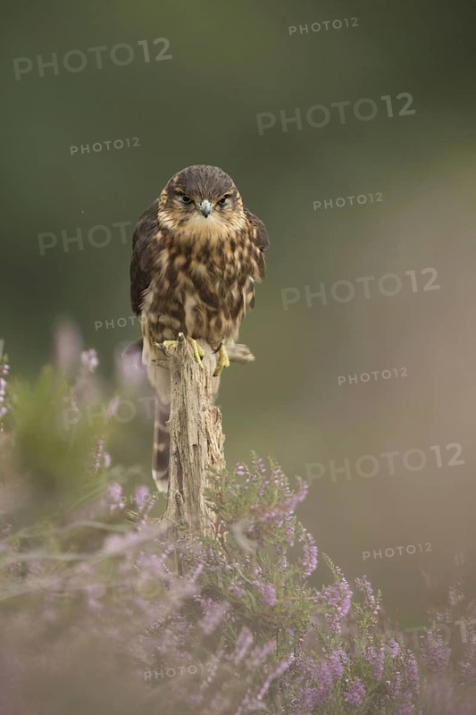 Merlin