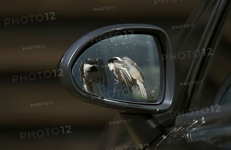 Coal Tit