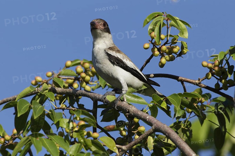 Masked Tityra