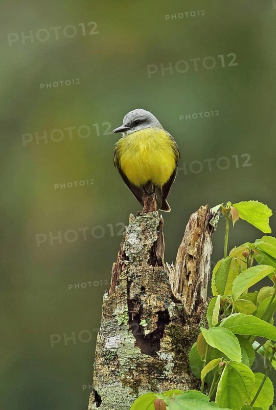 Adult Tropical Kingbird
