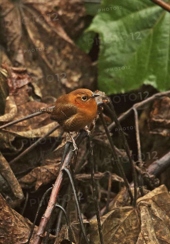 Red-browed Wren