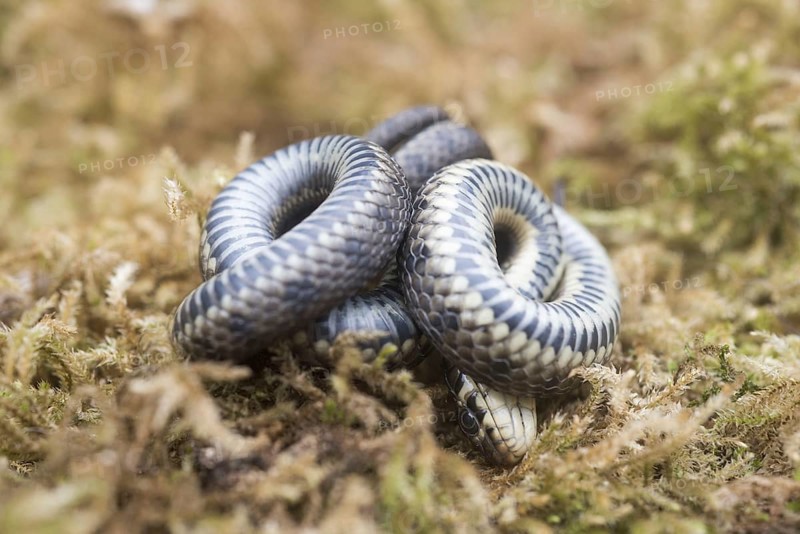 Grass snake