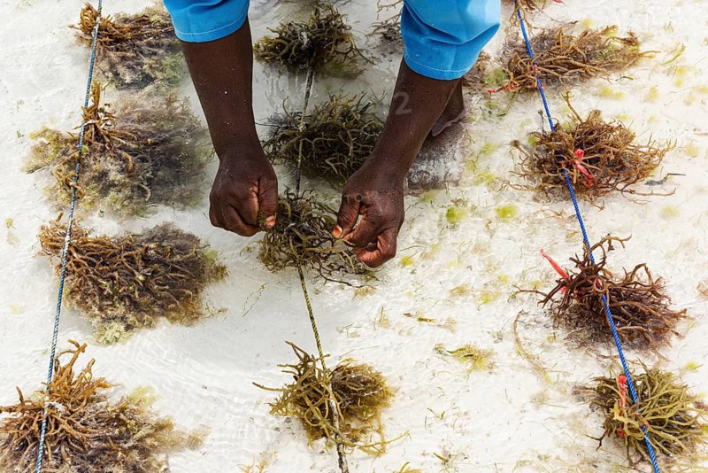 Hands tying red algae