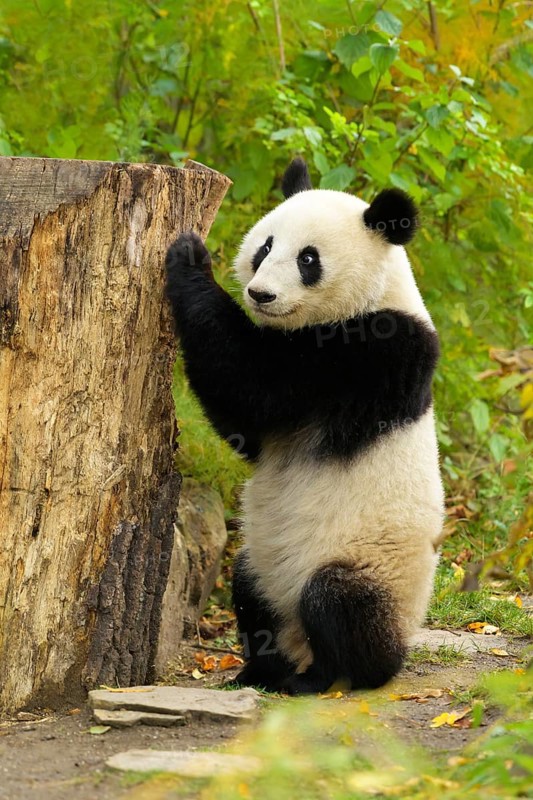 Giant Panda