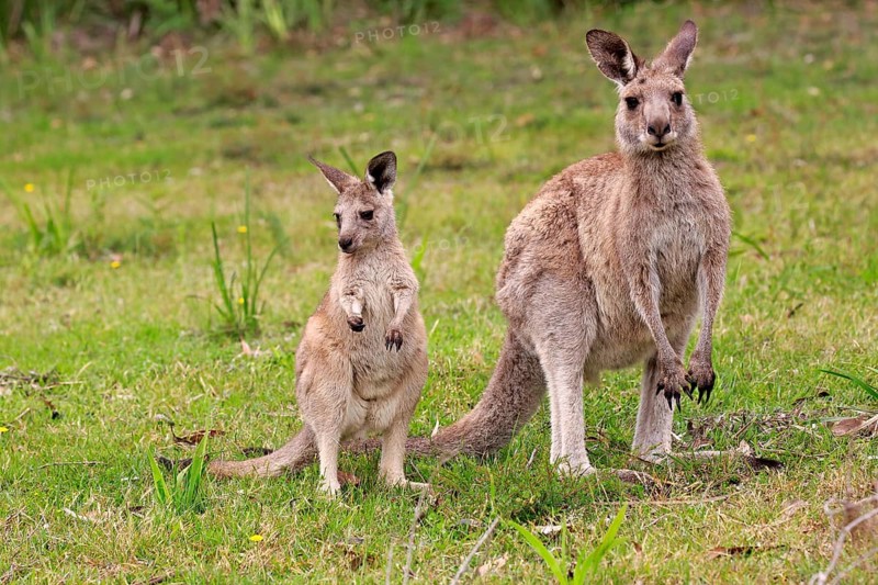 Eastern grey kangaroo