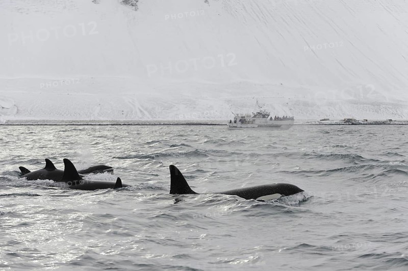 North Atlantic killer whale