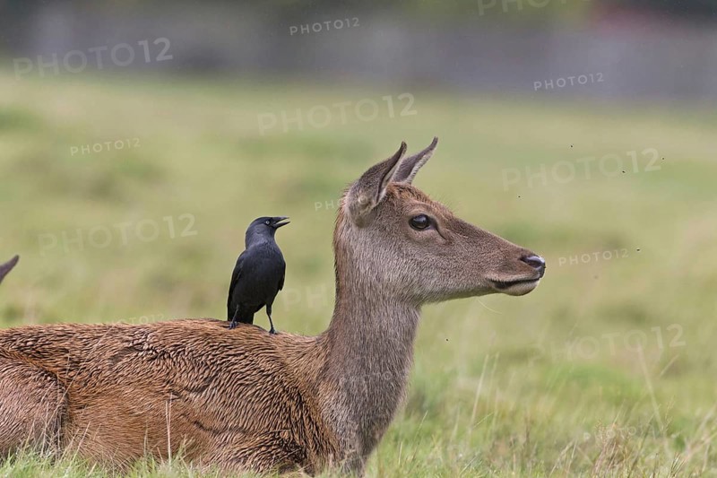 Red deer