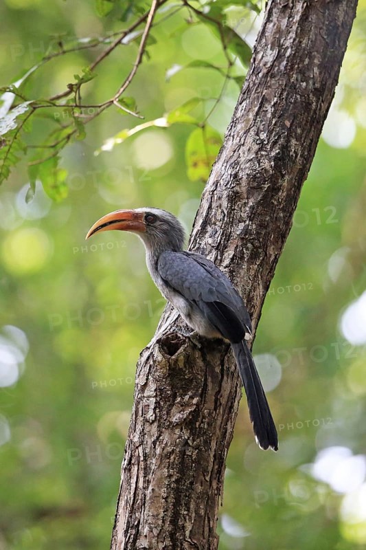 Malabar Grey Hornbill