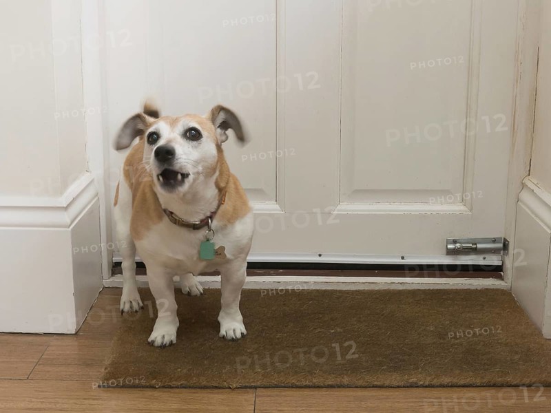 Jack Russell Terrier