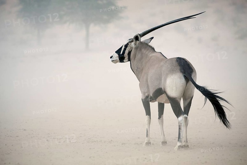 Gemsbok