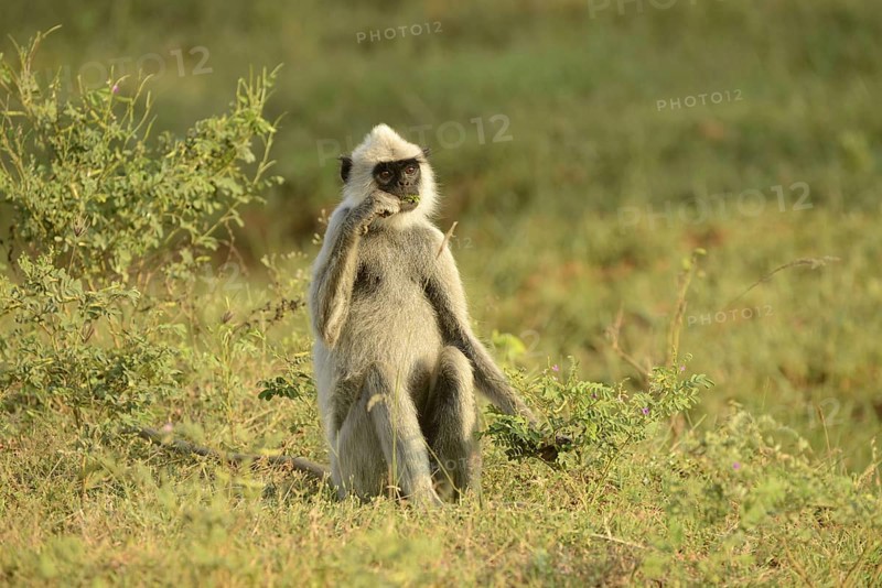 Tufted grey tufted gray langur