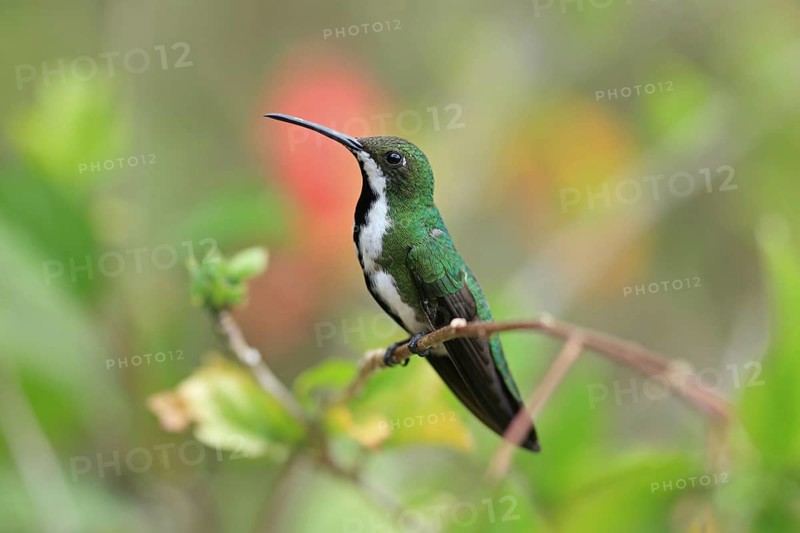 Black-throated Mango