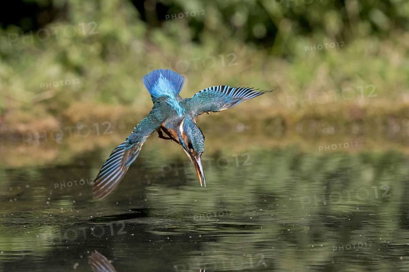Common Kingfisher