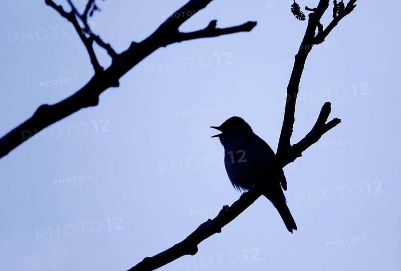 Blackcap