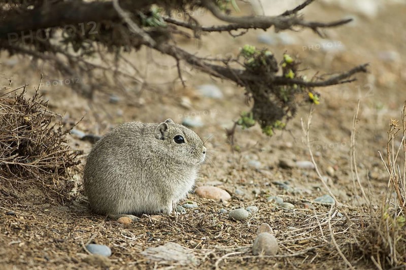Southern mountain cavy