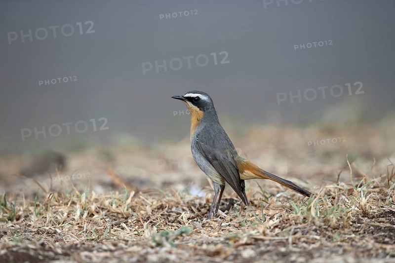 Cape Robin-chat