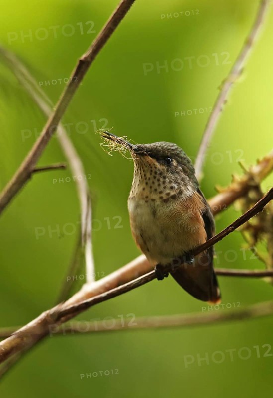 Wine-throated Hummingbird