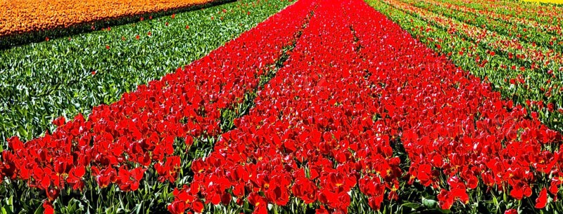 Flowering tulip fields