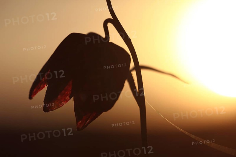 Silhouette of a snake's head fritillary