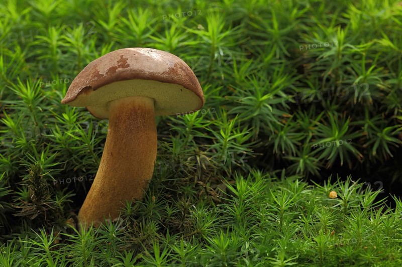 Chestnut boletus