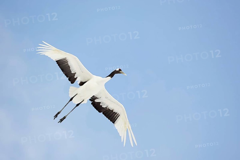 Red-crowned cranes