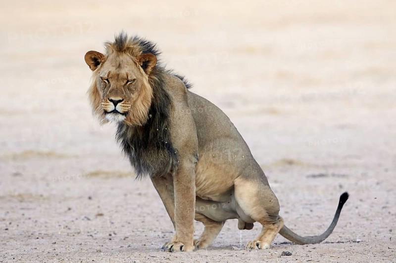 Transalvaal Lion