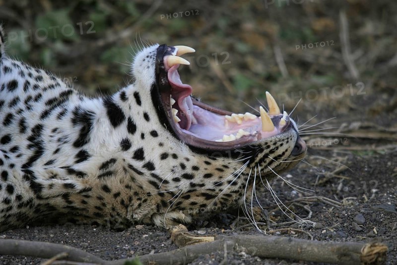 Pardus leopard niche leopards
