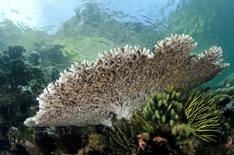 Table coral in reef habitat