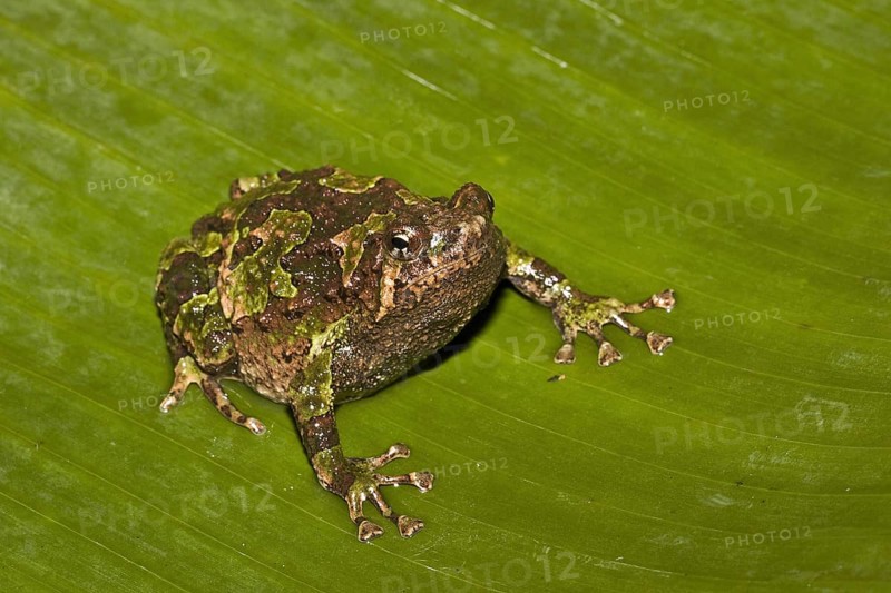 Variegated Burrowing Frog