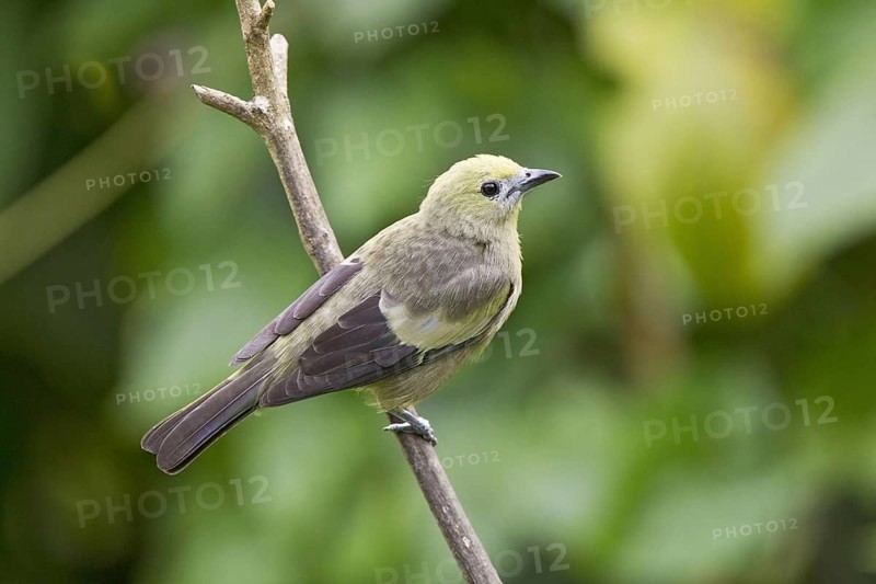 Palm Tanager