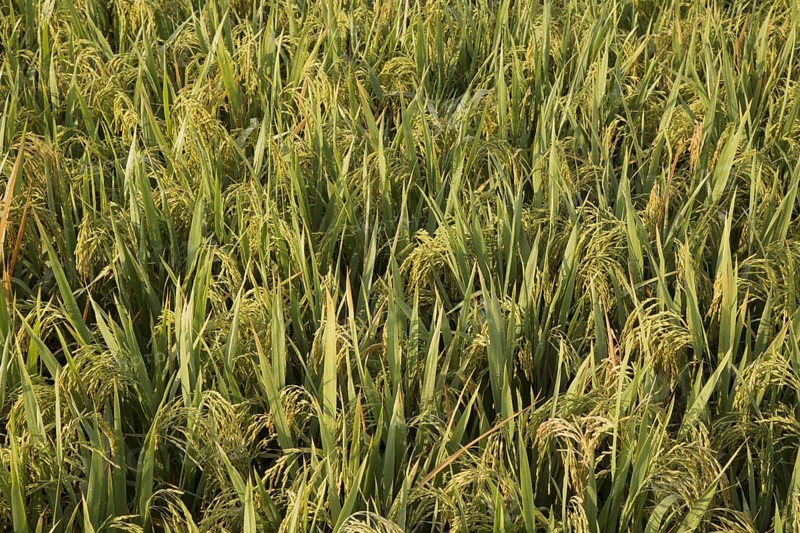 Asian rice