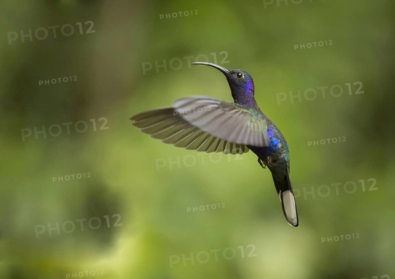 Violet sabrewing