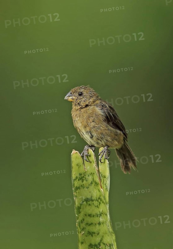 Variable Seedeater
