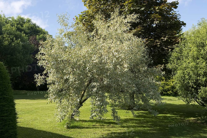 Ornamental shrub