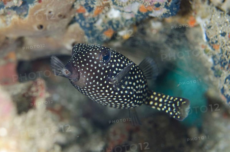 White-spotted boxfish