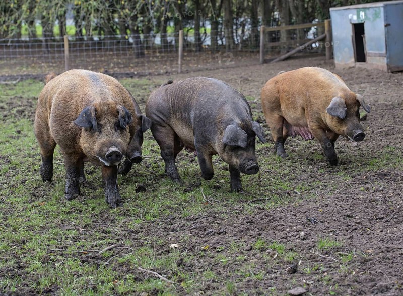 Duroc pig