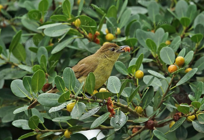 Yellow-bellied Greenbul