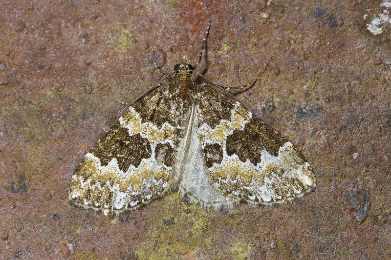 Broken-barred Carpet