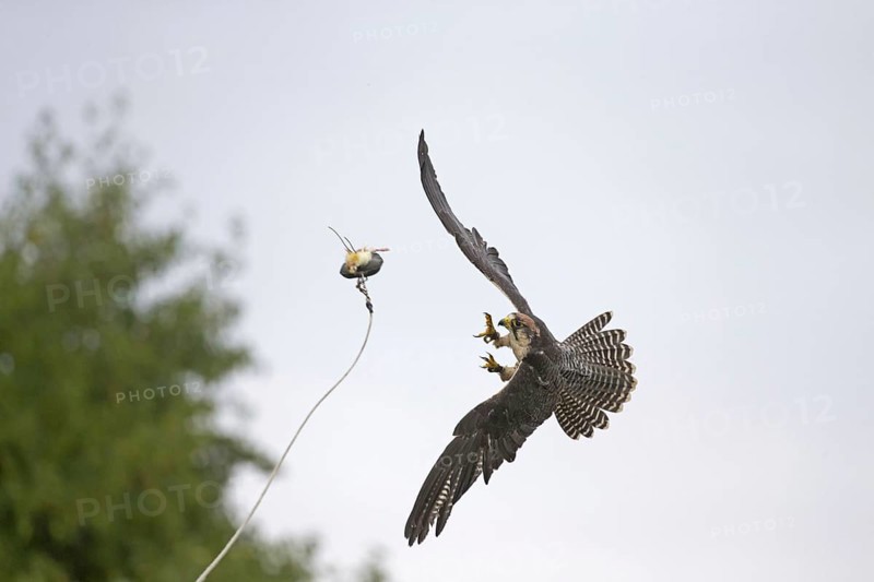 Lanner falcon