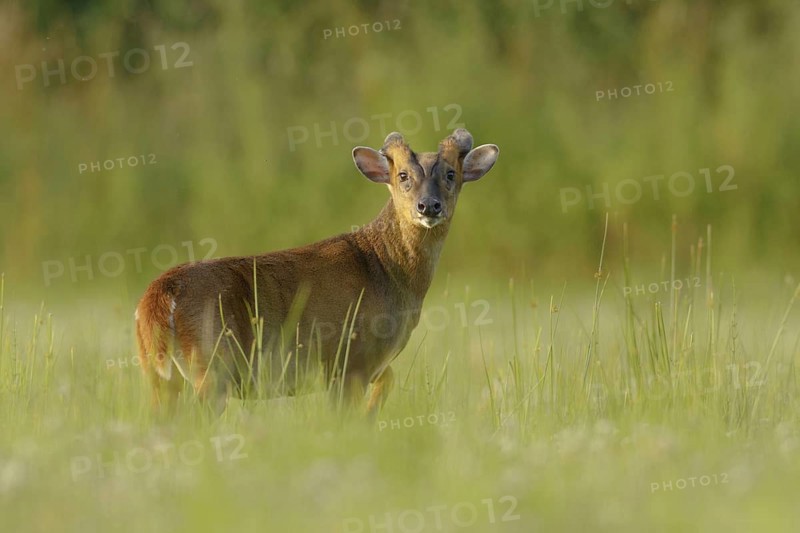 Chinese chinese muntjac