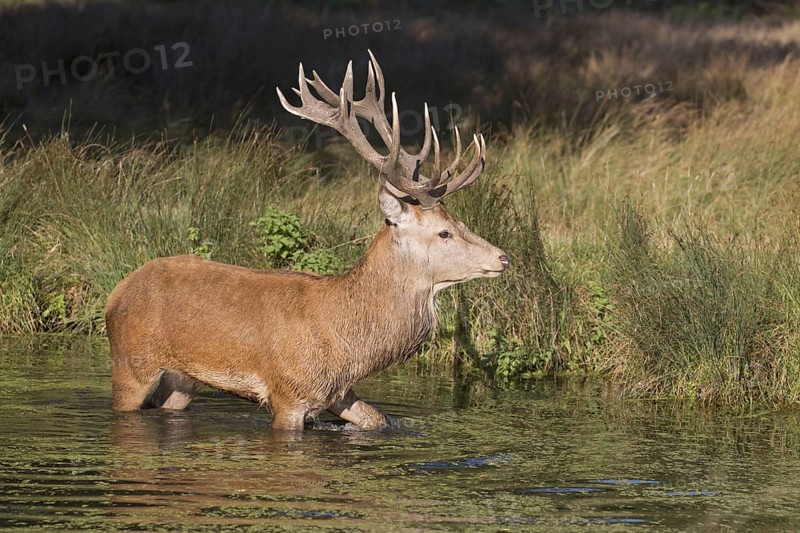 Red Deer