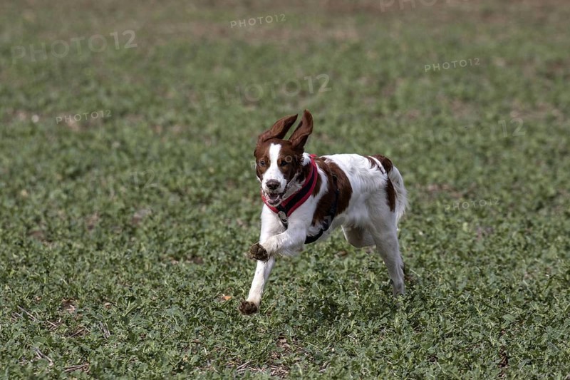 Irish red-white Setter