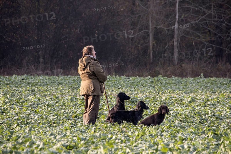 Picker stands with trained dogs in the rape field waiting for the pheasant hunt to begin